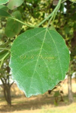  Leaf